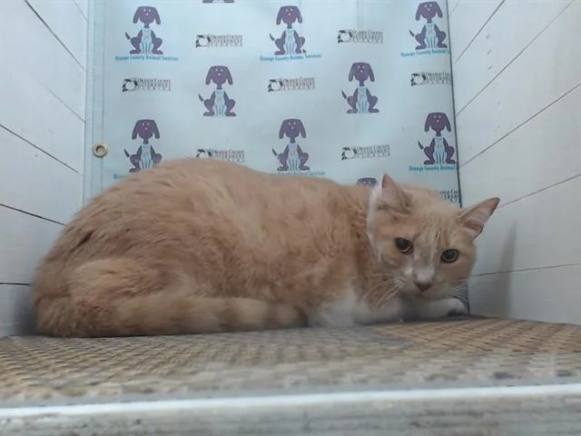 An adult small-sized male Domestic Short Hair cat named Benjamin for adoption in Orlando, FL
