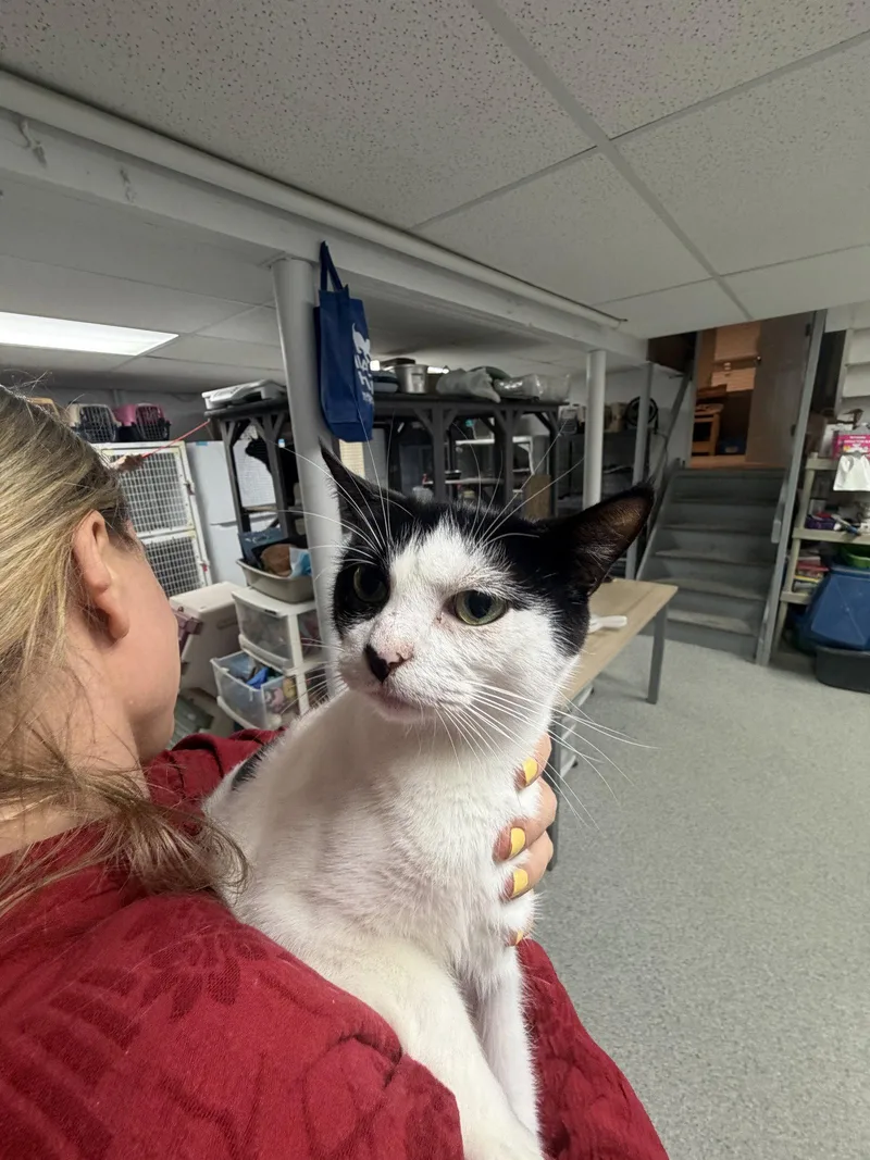 An adult large-sized female Black & White / Tuxedo Domestic Short Hair cat named Salta for adoption in Ringwood, NJ