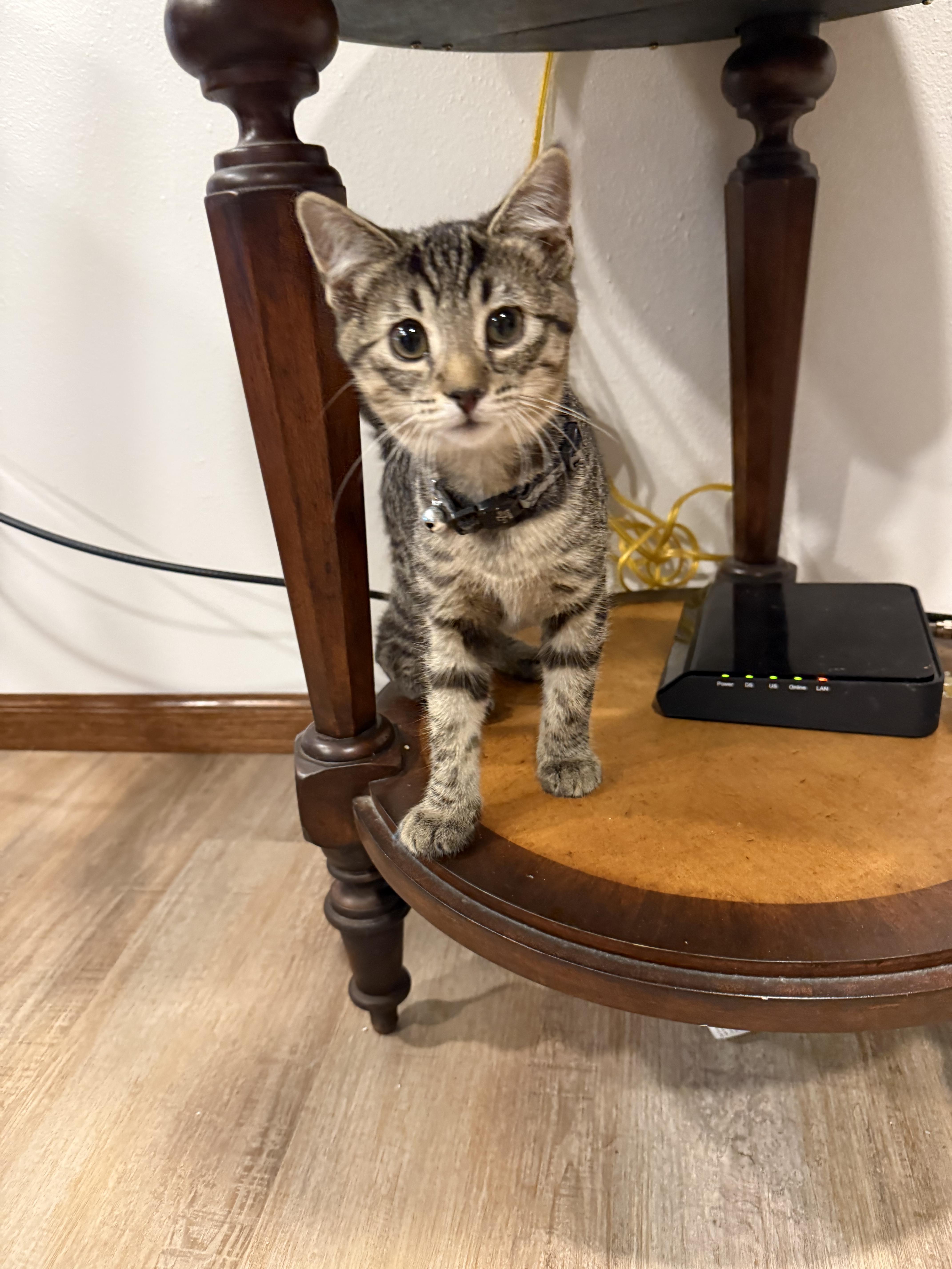 A baby medium-sized female Tabby (Gray / Blue / Silver) Domestic Short Hair cat named Willa for adoption in Sioux Falls, SD