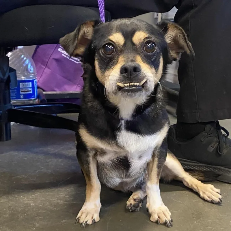 An adult small-sized male Black Dachshund dog named Ted for adoption in San Gabriel, CA