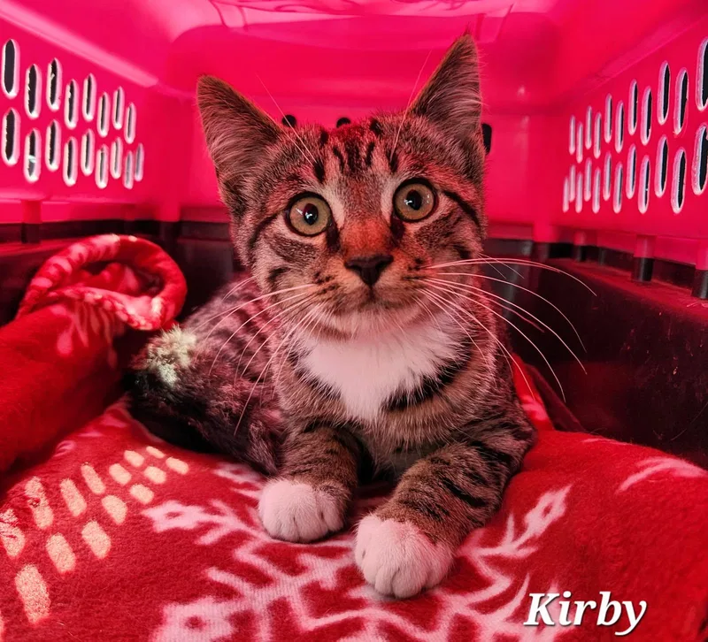 A young medium-sized male Tabby (Buff / Tan / Fawn) Domestic Short Hair cat named Kirby for adoption in Warren, OH
