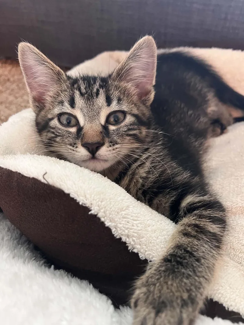 A baby medium-sized male Tabby (Brown / Chocolate) Domestic Short Hair cat named Fudge for adoption in Grand Rapids, MI