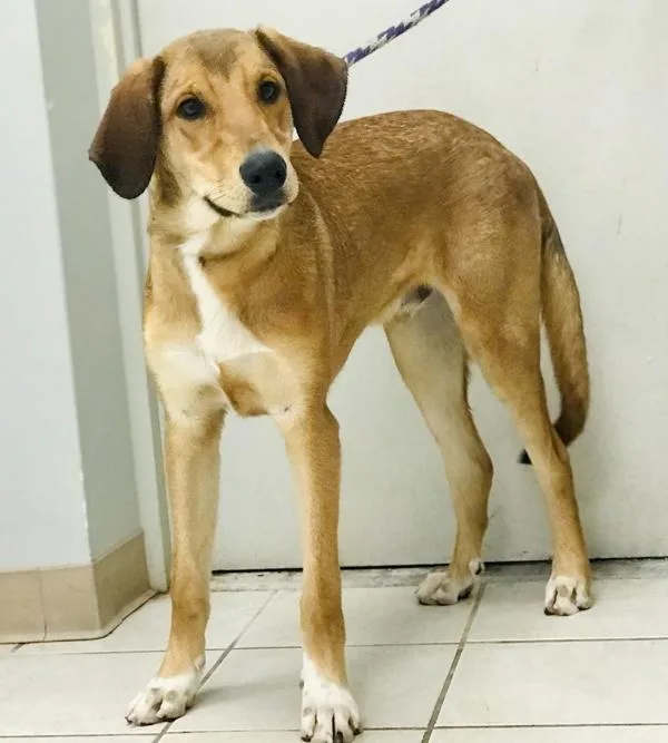 An adult medium-sized male German Shepherd Dog dog named Slugger for adoption in Osage Beach, MO