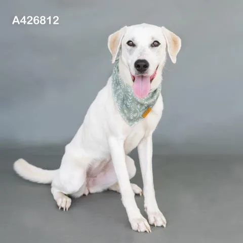A young large-sized female Labrador Retriever dog named Zelda for adoption in Conroe, TX