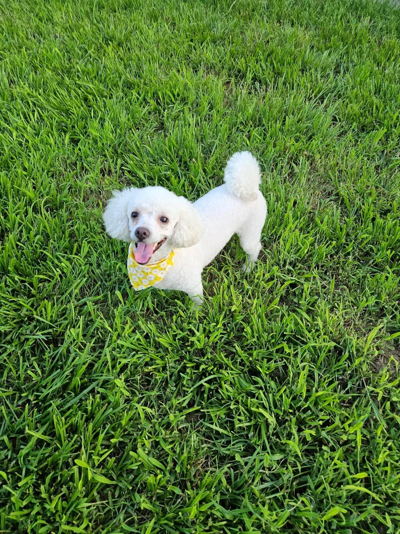A young small-sized female Poodle dog named Angel for adoption in Houston, TX