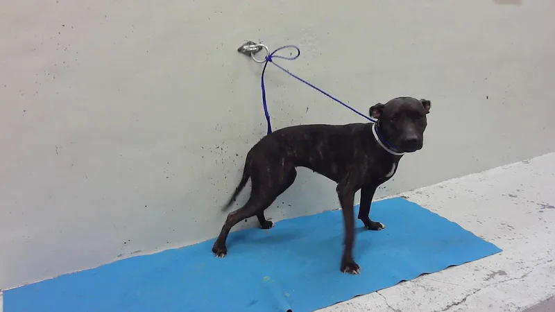A young medium-sized female Staffordshire Bull Terrier dog named Hattie for adoption in Houston, TX