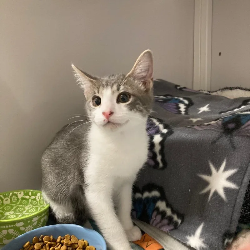 A baby medium-sized male Domestic Short Hair cat named Colonel for adoption in Peoria, AZ