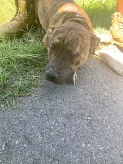 A baby large-sized male Pit Bull Terrier dog named Taz for adoption in Dallas, TX