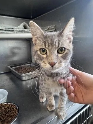 An adult medium-sized male Domestic Short Hair cat named Caleb for adoption in Mount Pleasant, IA