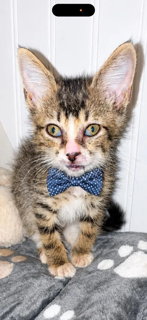 A baby small-sized male Domestic Short Hair cat named Lucky for adoption in Darien, GA