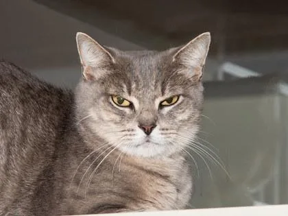 An adult small-sized female Domestic Short Hair cat named Cheryl for adoption in Longmont, CO