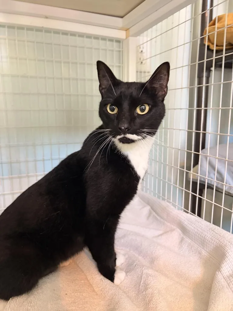 A young medium-sized male Domestic Short Hair cat named Florida for adoption in Kingsland, GA