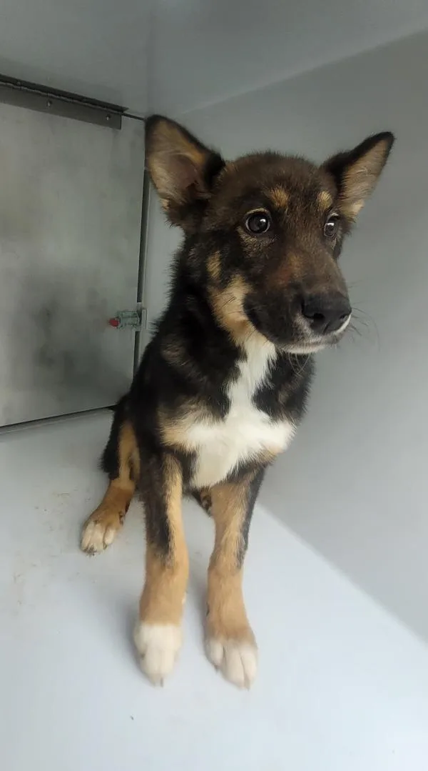 An adult medium-sized male German Shepherd Dog dog named Pen Snickers for adoption in Lawrenceville, GA