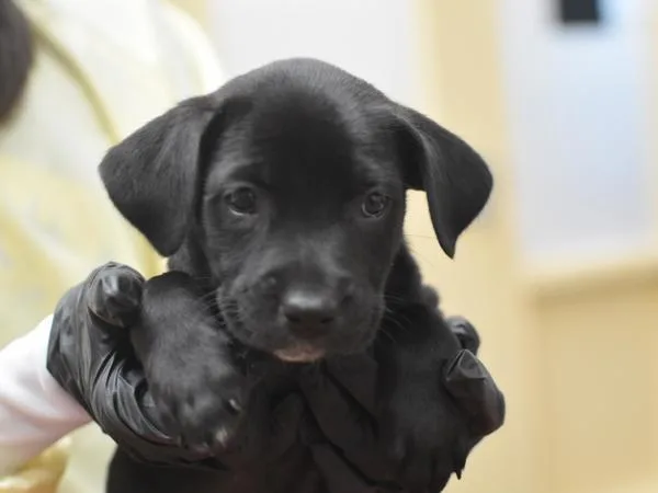 A baby small-sized female Terrier dog named Barbara for adoption in Portland, OR