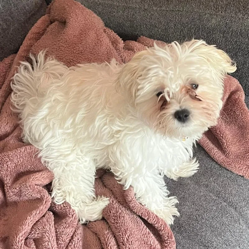 A baby small-sized male Maltese dog named Fozzy for adoption in Crystal, MN