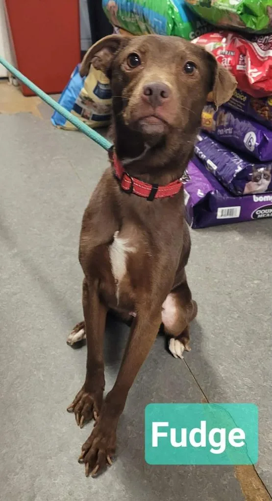 A young medium-sized female Patterdale Terrier / Fell Terrier dog named Fudge for adoption in Richmond, IN