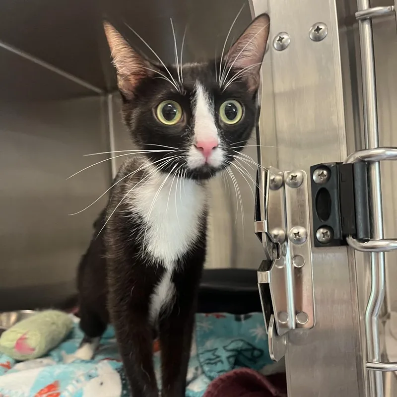 An adult medium-sized female Black Domestic Short Hair cat named Diana for adoption in Hinsdale, IL