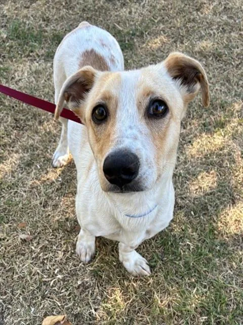 A young small-sized male Dachshund dog named Caramel for adoption in Riverside, CA