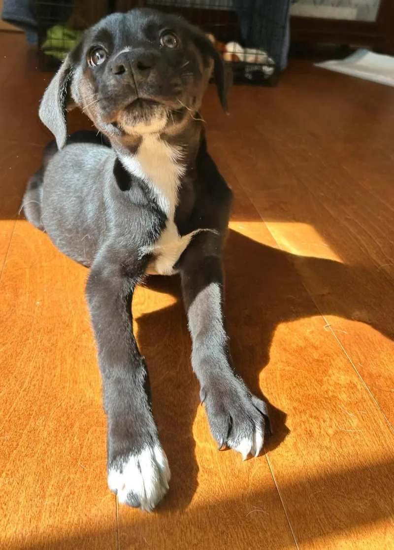 A baby medium-sized male Husky dog named Sausage Sam for adoption in Germantown, OH