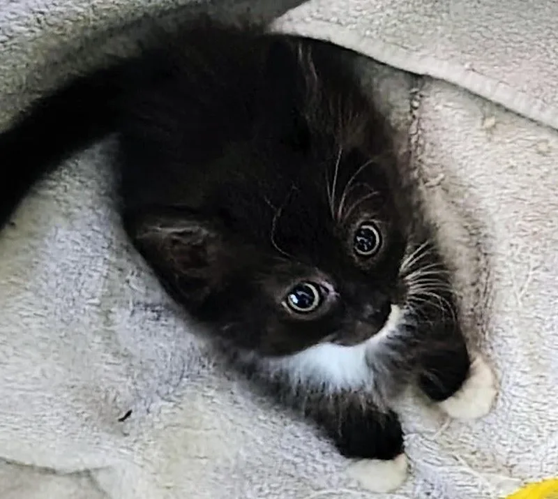 A baby medium-sized female Black & White / Tuxedo Domestic Short Hair cat named Bambi for adoption in Baltimore, MD