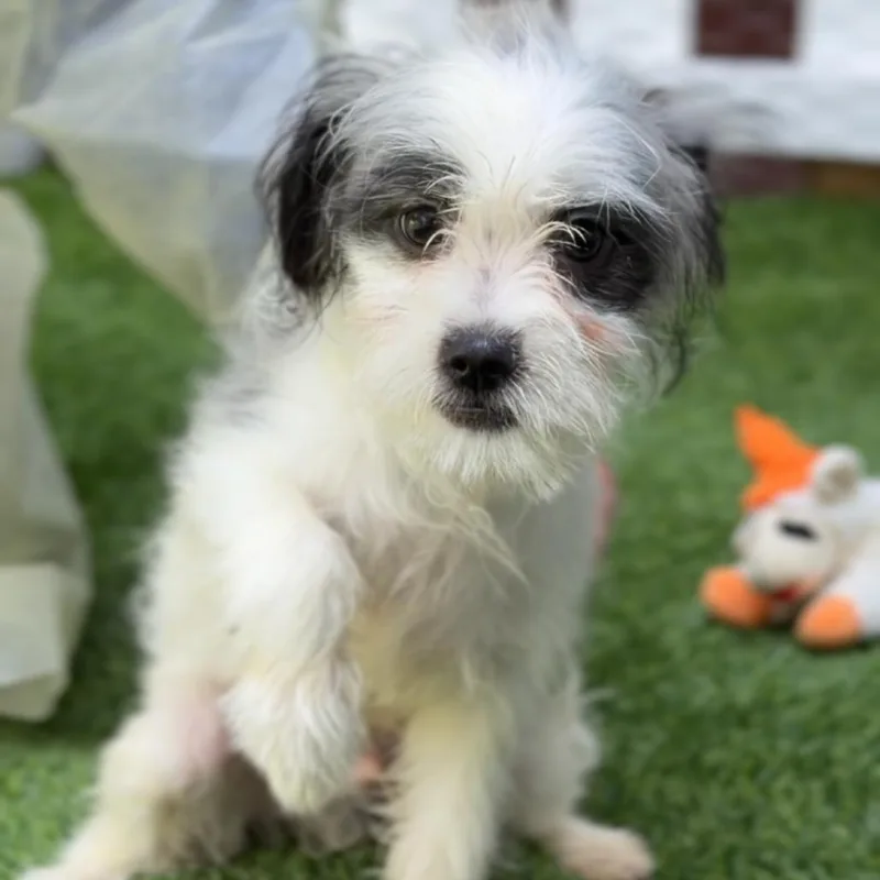 A baby small-sized male White / Cream Terrier dog named Walter A for adoption in Mission Hills, CA