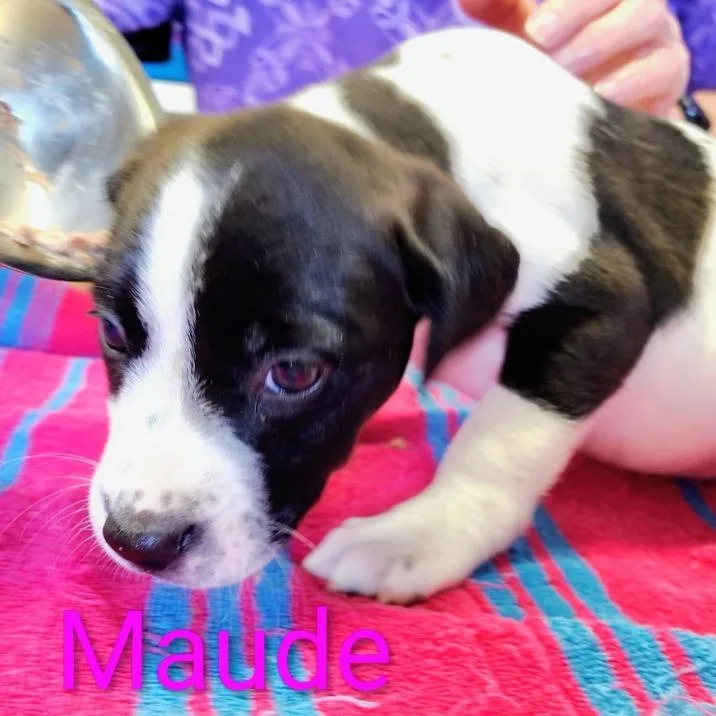 A baby small-sized female White / Cream Mixed Breed dog named Maude for adoption in Grand Rapids, MI