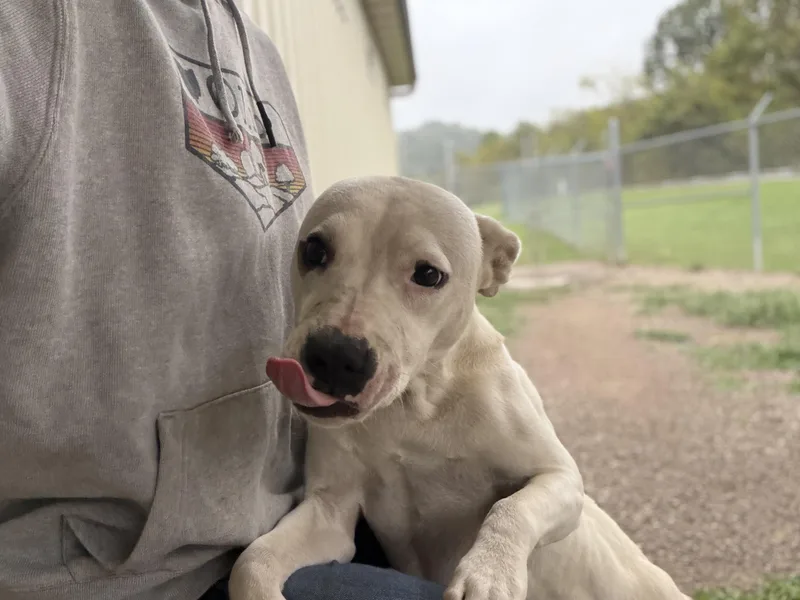 A young medium-sized male Terrier dog named Almond for adoption in Pomeroy, OH