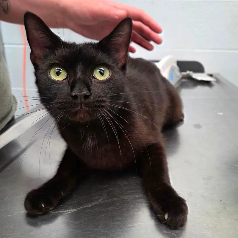 An adult small-sized female Black Domestic Short Hair cat named Jacqueline for adoption in Parkersburg, WV