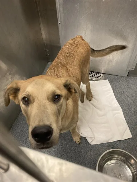 An adult medium-sized male Mixed Breed dog named Donald for adoption in Dallas, TX