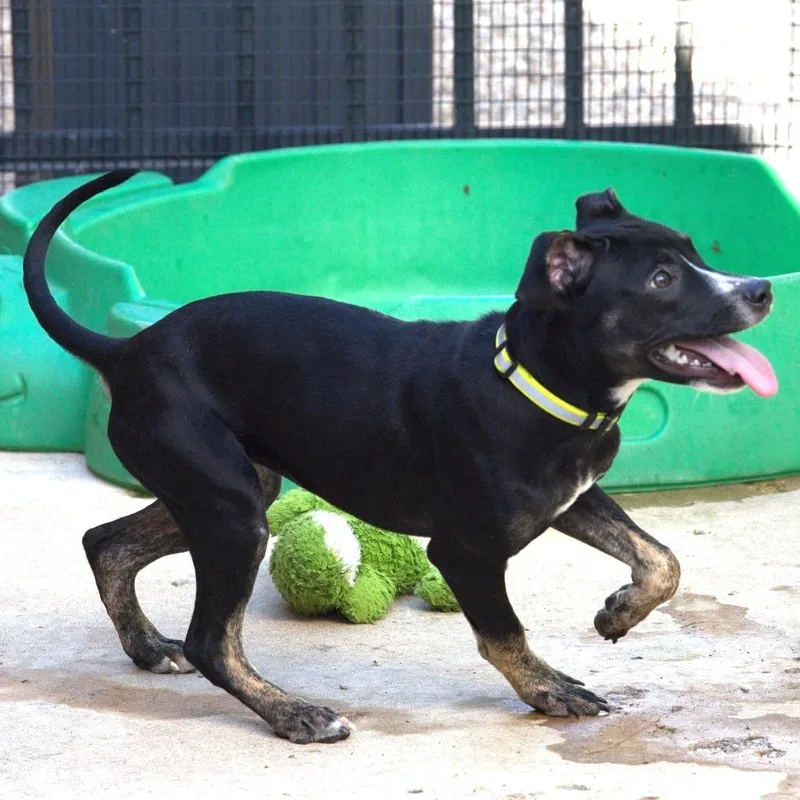 A baby medium-sized female Pit Bull Terrier dog named Mrs. Graham for adoption in South Elgin, IL