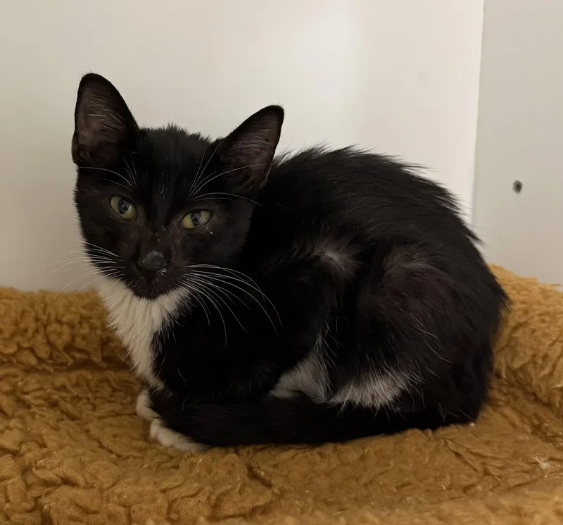 A young medium-sized female Black & White / Tuxedo Domestic Short Hair cat named EmberFang for adoption in Satellite Beach, FL