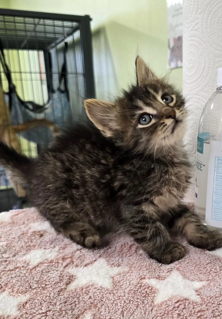 A baby medium-sized male Domestic Short Hair cat named Toto for adoption in Auburn, IN