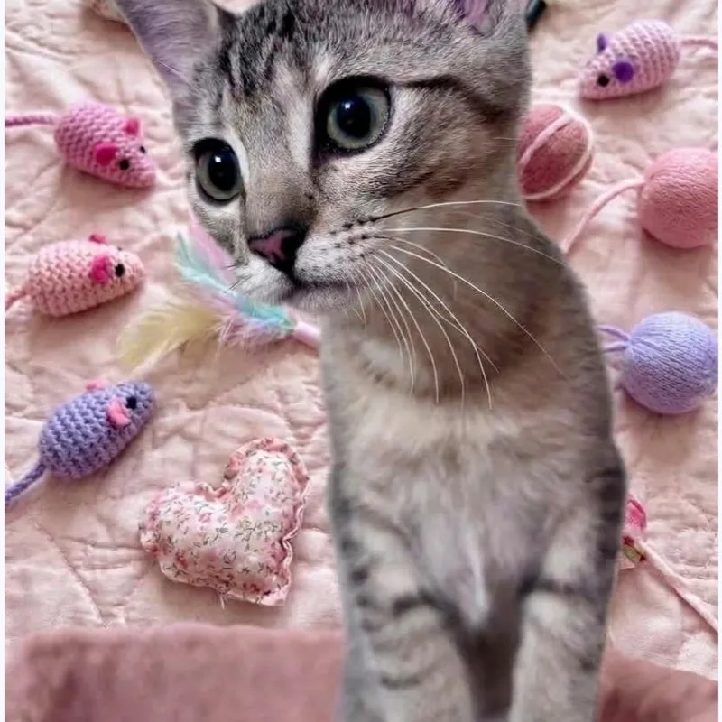 A baby medium-sized female Tabby (Brown / Chocolate) Domestic Short Hair cat named Yanmar for adoption in Wyandotte, MI