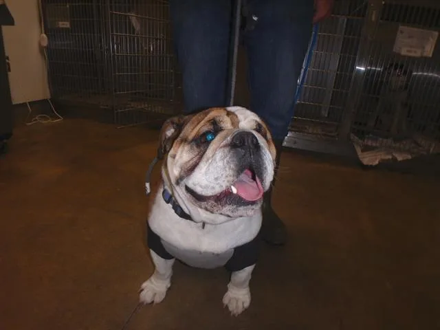 An adult medium-sized male Mixed Breed dog named Dallas for adoption in Van Nuys, CA