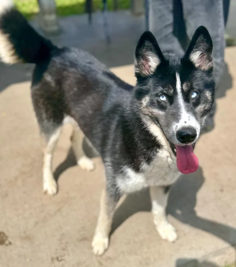 An adult medium-sized female Husky dog named Snow for adoption in Albany, GA