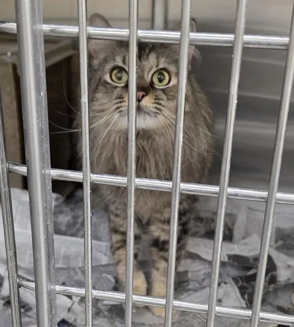An adult medium-sized female Domestic Long Hair cat named Portia for adoption in Anchorage, AK