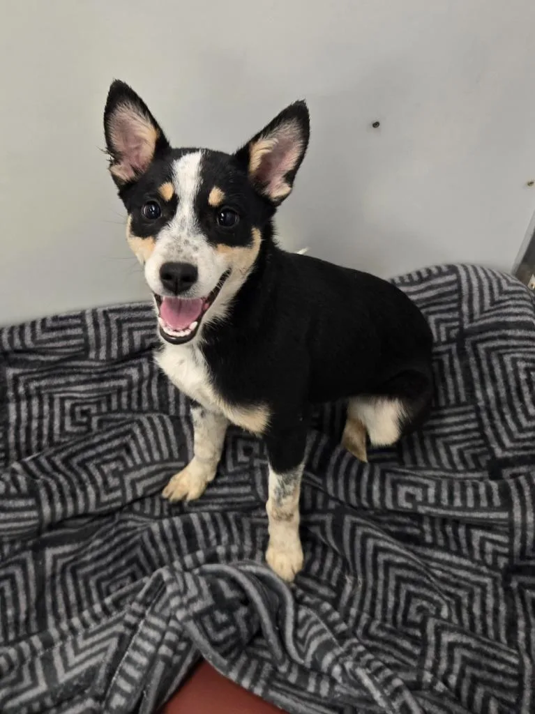 A baby medium-sized female Australian Cattle Dog / Blue Heeler dog named Elektra for adoption in Viroqua, WI