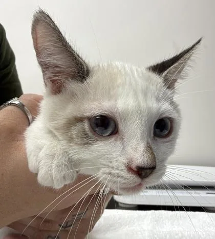 A baby medium-sized male Snowshoe cat named Weedle for adoption in Sacramento, CA