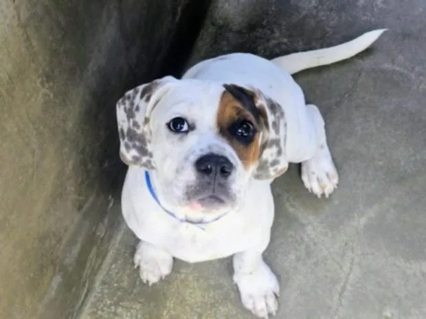 A baby medium-sized male American Bulldog dog named Boston for adoption in Van Nuys, CA