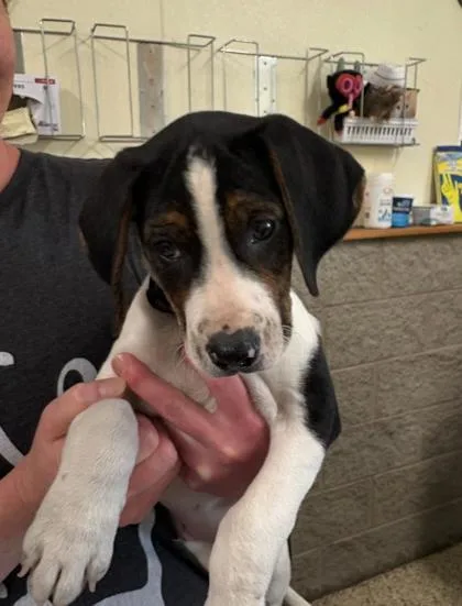 A young medium-sized male Beagle dog named Beau for adoption in Clarks Summit, PA