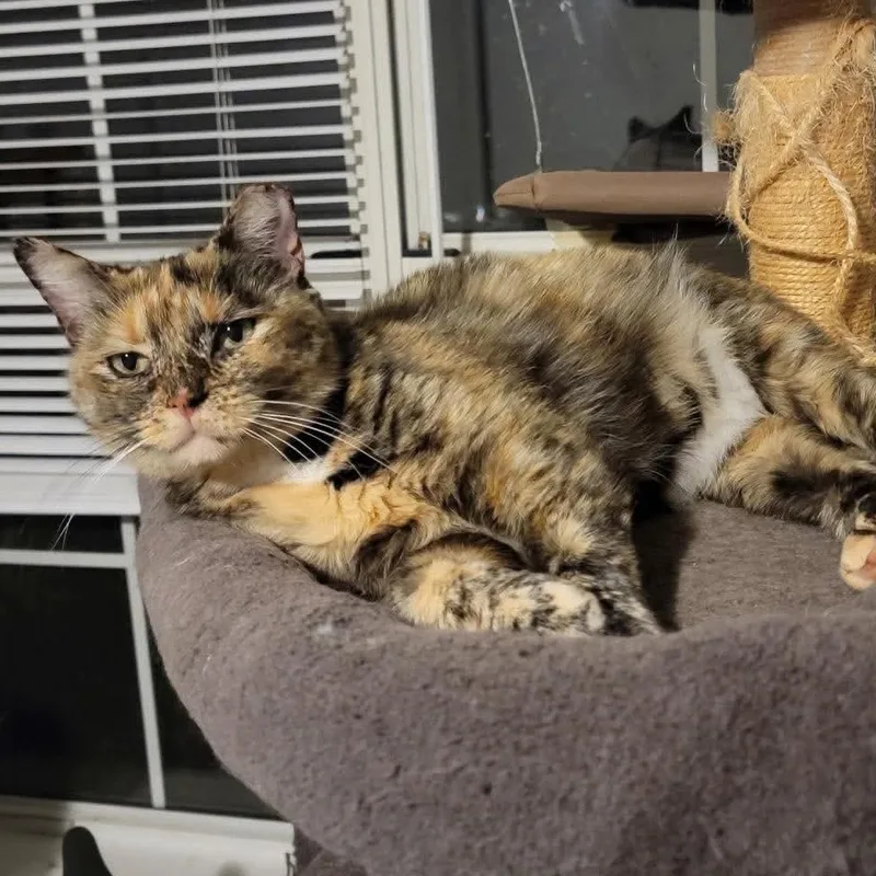 Cleo thumbnail 2