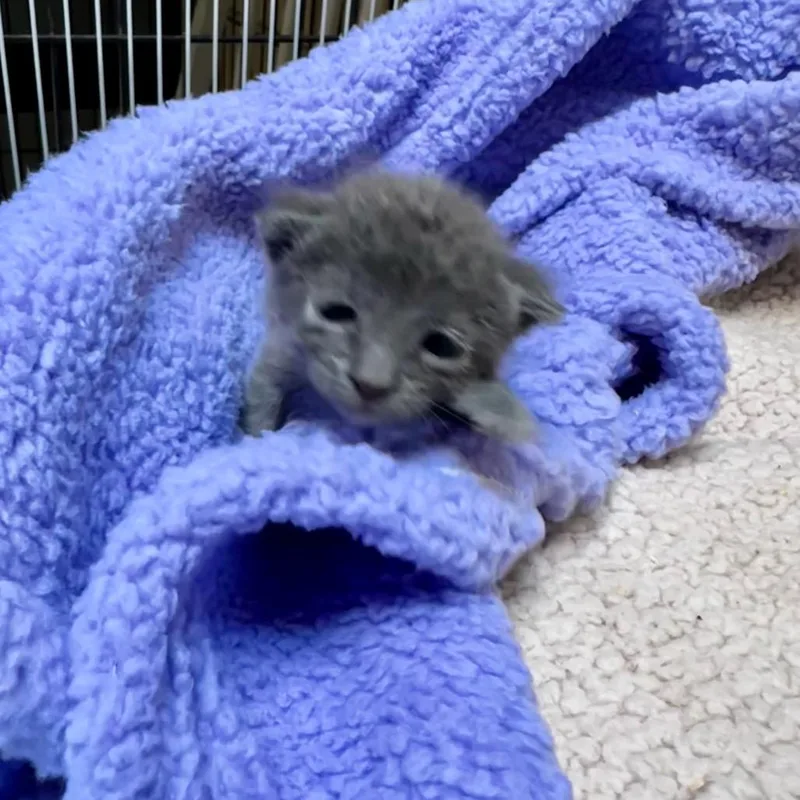A baby small-sized male Gray / Blue / Silver Domestic Short Hair cat named Teddy for adoption in Westminster, CA