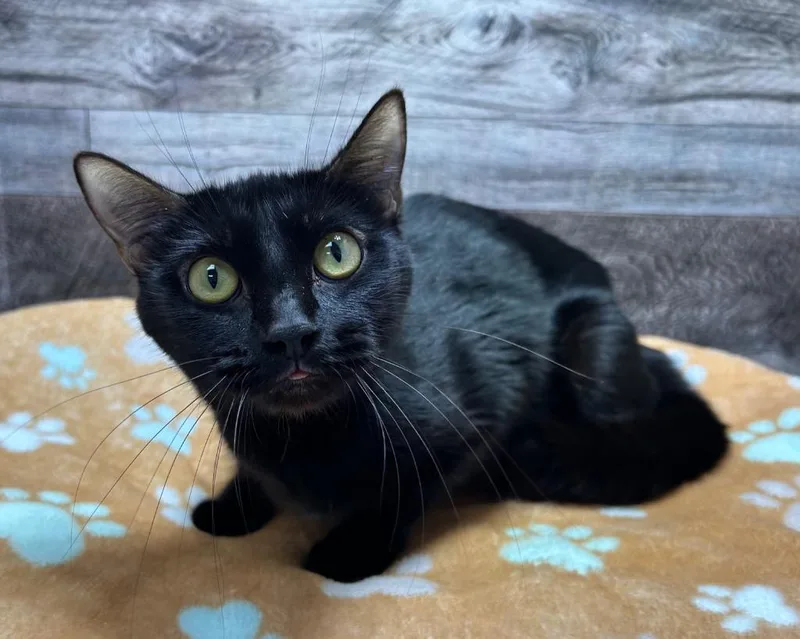 A young large-sized female Domestic Short Hair cat named Whittle for adoption in Washington Court House, OH