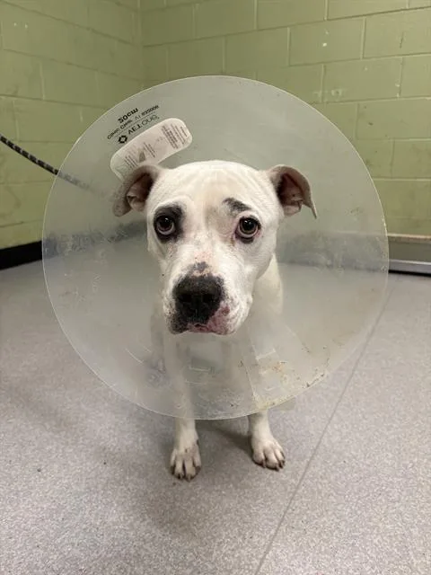 A young medium-sized female Pit Bull Terrier dog named Judy for adoption in Indianapolis, IN