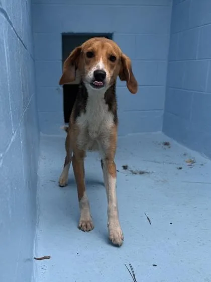 A young medium-sized male Hound dog named Weasel for adoption in King William, VA