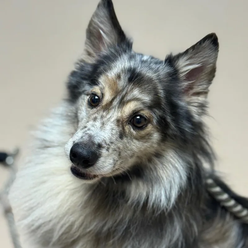 An adult medium-sized male Shetland Sheepdog / Sheltie dog named MONTStray for adoption in Perkiomenville, PA