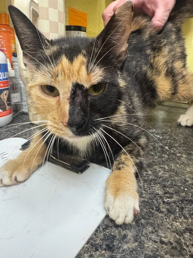 A young small-sized female Domestic Short Hair cat named Autumn for adoption in Crossville, TN
