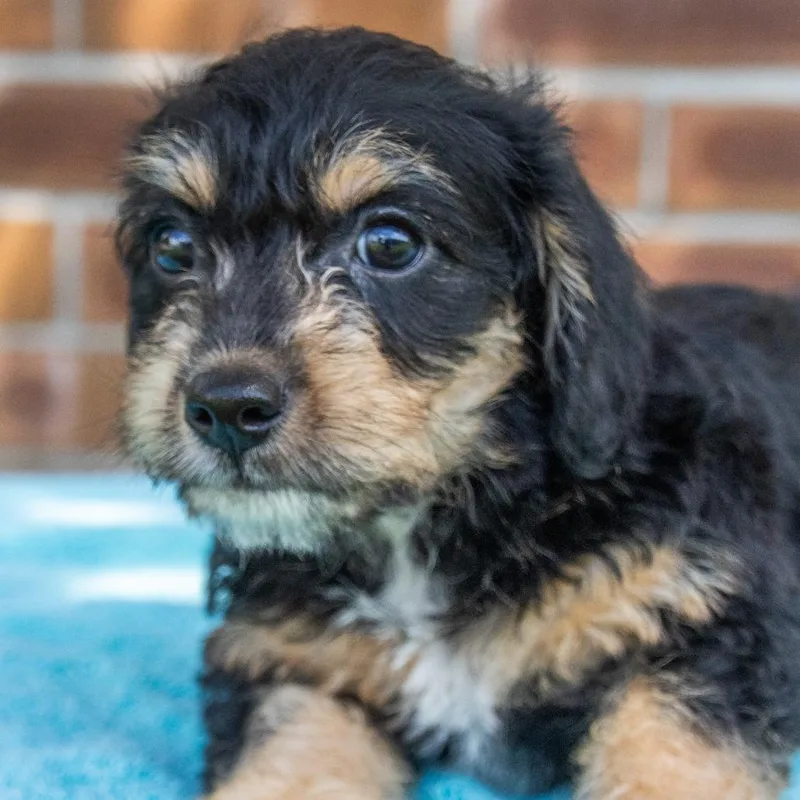 Reese's Pbc thumbnail 2