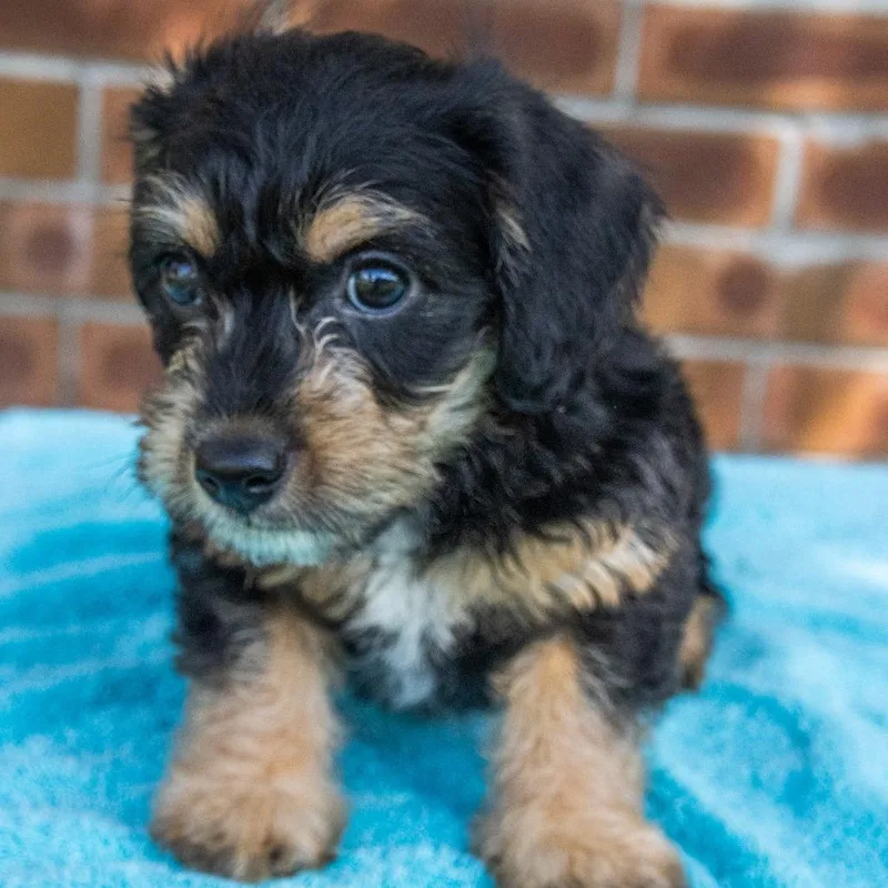 Reese's Pbc thumbnail 3