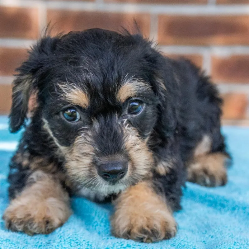 Reese's Pbc thumbnail 4